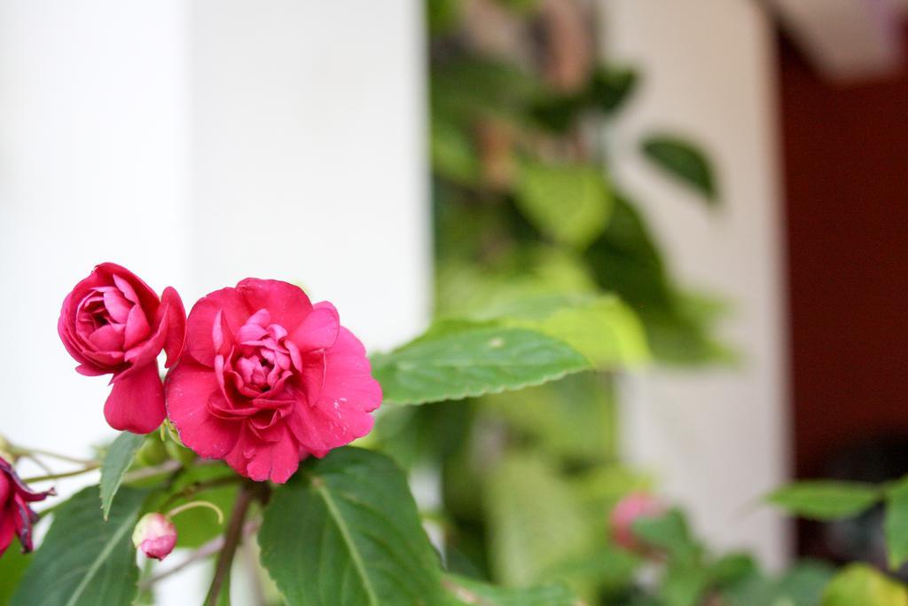 Elegant Home Stay Ella Esterno foto